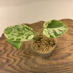 L041品種保証！斑入り保証！モンステラ バルバソー フシギダネ - メルカリ