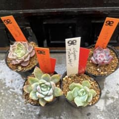 M*스님 묘생 or 클론 세트 4센티포트