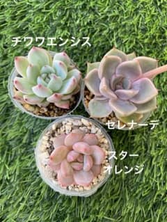 エケベリア3種セット　セレナーデ他　抜き苗　多肉植物のサムネイル