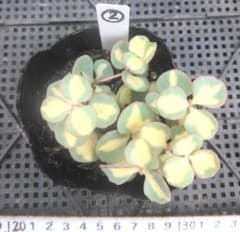 多肉植物♥ 斑入りミセバヤ 5本抜き苗 ② - メルカリ