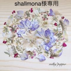 shallmona様専用 B級品 ドライフラワー 押し花 千鳥草ミックスのサムネイル