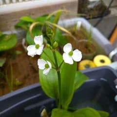ナガバオモダカ 水上葉 1株 無農薬 ビオトープ 水草 メダカ 金魚のサムネイル