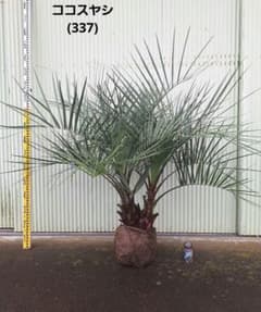 ココスヤシ　(337)　シルバーリーフ2株立ち ココスヤシ (337) シルバーリーフ2株立ち - メルカリ