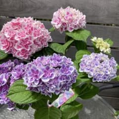 紫陽花 新品種 レア アジサイ [品種：ハイドランジア 月組（ピンク系