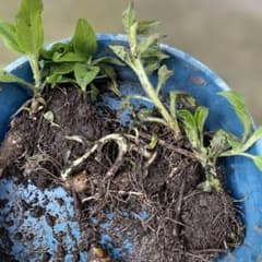 新鮮な菊芋種芋 10個のサムネイル