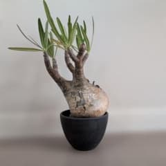 発根済】パキポディウム グラキリス 良型 3本枝 塊根植物 - メルカリ