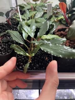 Bucephalandra .sp Aurora KN便 - メルカリ