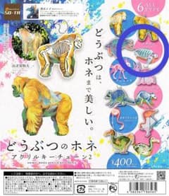 どうぶつのホネ アクリルキーチェーン2 オサガメのサムネイル