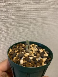 ペラルゴニウム　トリステ　⑤のサムネイル