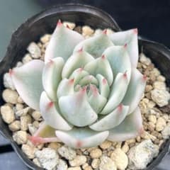 多肉植物 チワワエンシス錦 - メルカリ