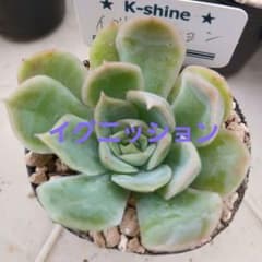 多肉植物　イグニッションのサムネイル