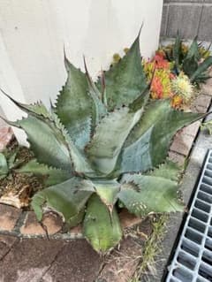 大株　直径70センチ　スカポサ　scaposa アガベ agave 希少】〈耐寒性〉アガベ・スカポサ[大型種] - メルカリ