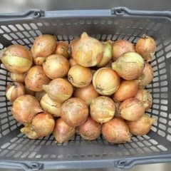 1 愛知県産　無農薬玉ねぎ10kgのサムネイル