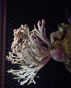 B*A様 レア　p. camellia frog spore select 大サ B*U様 camellia frog spore - メルカリ