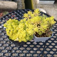 現品のみ◇黄色いセダム 黄金細葉万年草 ゴールドビューティー 抜き苗