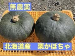 農薬不使用　栗かぼちゃ　2個　新鮮野菜　産地直送 北海道産のサムネイル