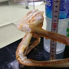 クロマグロ 歯 標本