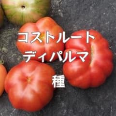 토마토 종 코스트 루트 디팔마