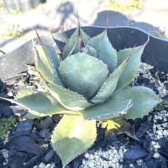 アガベ パラサナ ×トランカータハイブリッドアガベ hidden agave
