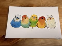【新品未使用】インコ達 ポストカード 鳥 イラスト 可愛い 袋入り　セキセインコのサムネイル