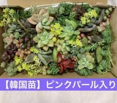 デーモンレルム◎多肉植物 カット苗 韓国苗 エケベリア等 | Shop at