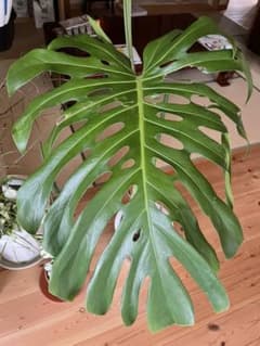 モンステラ　マクロコズム　メルカリ便 m36048238535_1.jpg?1649846051