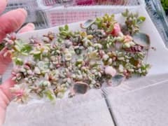 多肉植物 ピンクプリティのサムネイル