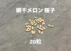網干メロン 種子 20粒のサムネイル