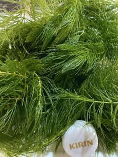 【新鮮な緑色の水草】『マツモ ( 金魚藻 ) 』1000g 1000MTM006 新鮮な緑色の水草】『マツモ ( 金魚藻 ) 』1000g 1000MTM006 - メルカリ