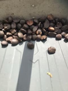 椿の種のサムネイル