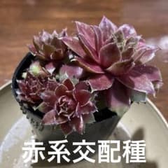 センペルビウム赤系　抜き苗のサムネイル