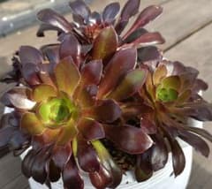 多肉植物アオエニウム黒法師3本セットのサムネイル