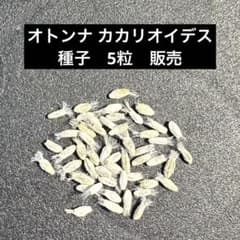新鮮 オトンナ カカリオイデス 種子 5粒 販売 自家採取のサムネイル