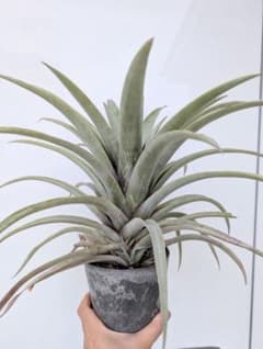 Tillandsia mima var. mima チランジア　ミマのサムネイル