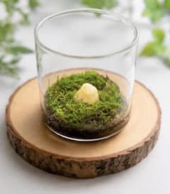 FOREST No.001のサムネイル