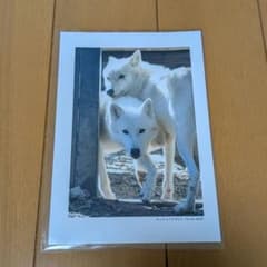 秋田市大森山動物園　ホッキョクオオカミ ポストカード