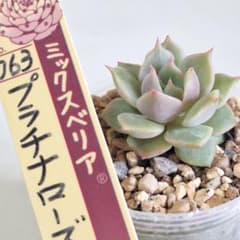 ミックスベリア プラチナローズ おらいさん 札なし 4.5cm鉢 抜き苗発送