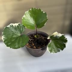 斑入りツワブキのサムネイル