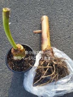 バナナ苗セットのサムネイル