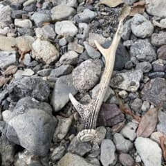 鹿の角 約30cm 自然素材のサムネイル
