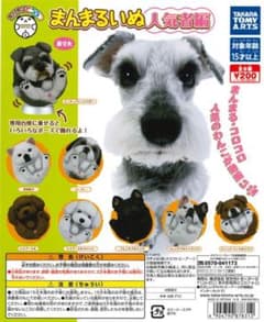 まんまるいぬ ミニチュアシュナウザーのサムネイル