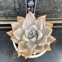 多肉植物 優木園さん 桃くま 札付き ポットのまま - メルカリ