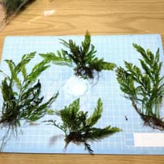 ボルビディス 水中葉③のサムネイル