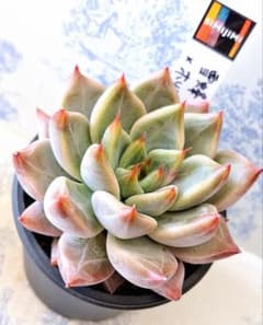 雪蜂(優木園)×ホリコロ札付きポットごとメルカリ便simijimiさん苗