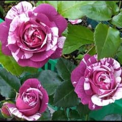 薔薇苗センテッドジュエルのサムネイル
