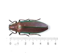 マレーシア産 ムラサキオオルリタマムシ 標本 ② - メルカリ