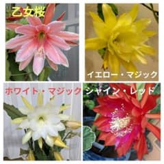 ⭐️レア‼️人気‼️お買い特‼️孔雀サボテン、 4品種カット大苗、各1本