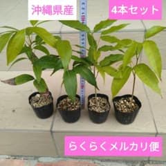 沖縄県産 ライチ実生苗 4本セット らくらくメルカリ便 - メルカリ