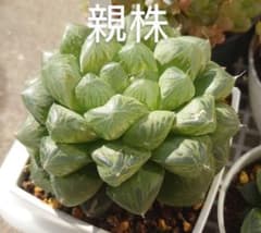 多肉植物　ハオルチア　超大型グリーンフォームオブツーサのサムネイル