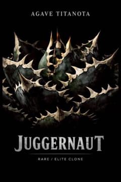 【超希少】アガベ ジャガーノート 破壊神 高級ポスター 額入り　多肉植物